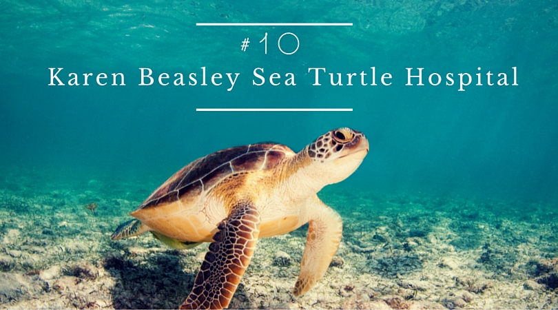Visit the Karen Beasley Sea Turtle Hospital